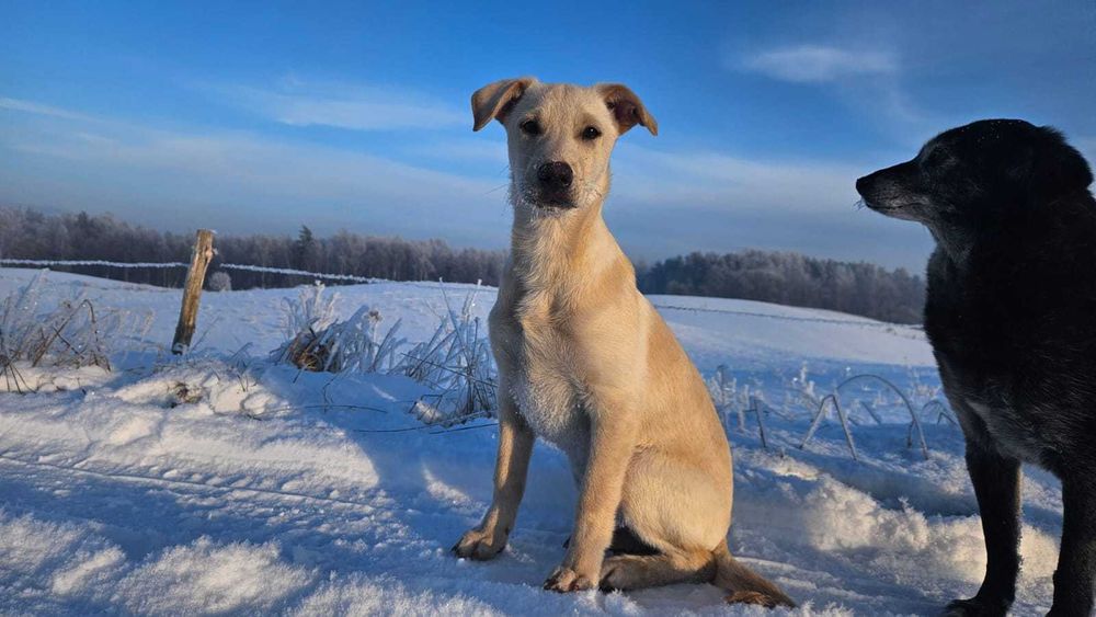 Pomóż znaleźć nam nowe domy