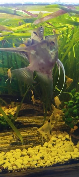 Ryby akwariowe skalary młodo