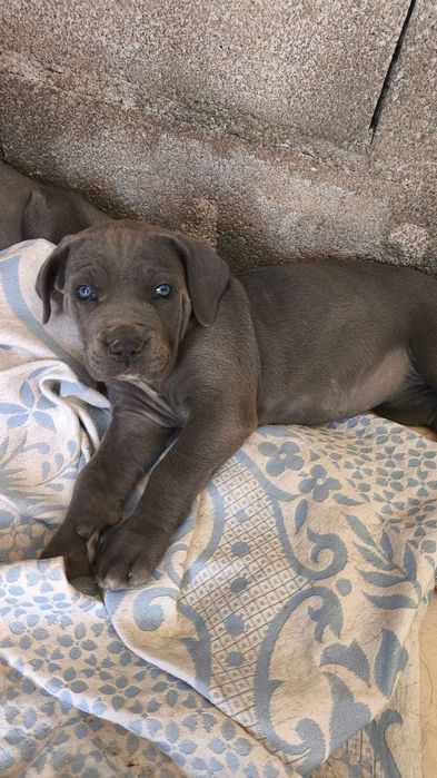 Cane Corso Italiano