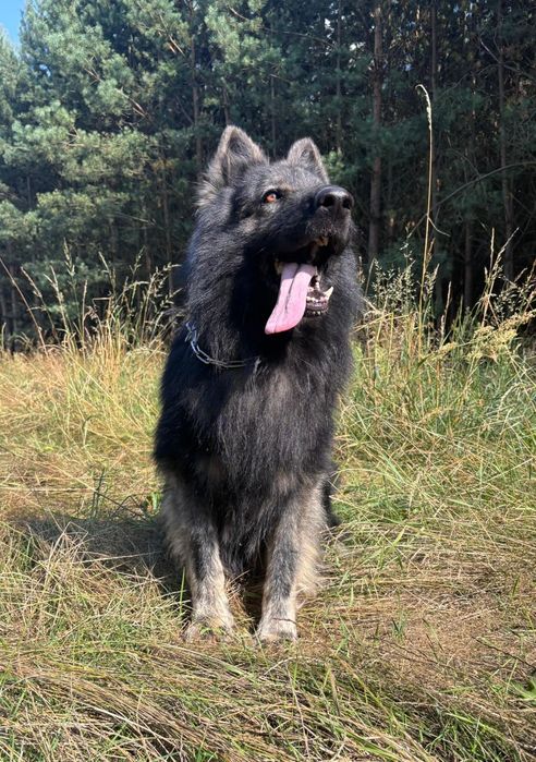 Owczarek niemiecki  Długowłosy (Staroniemiecki)