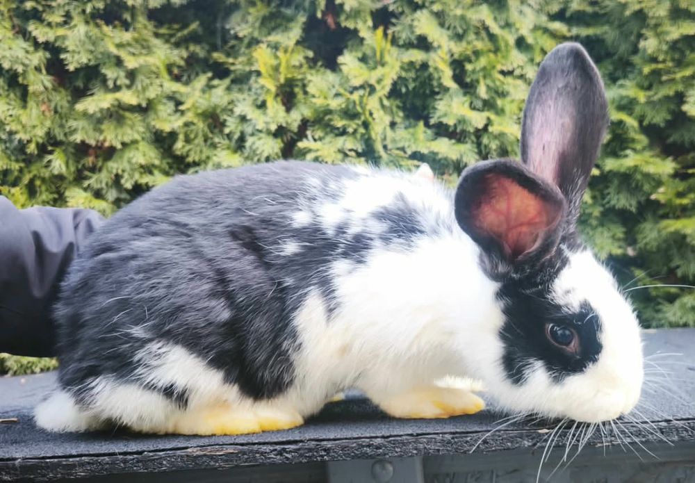 Króliki Belgijskie