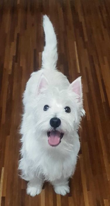 suczka West Highland White Terrier z metryką ZKWP po  Championie