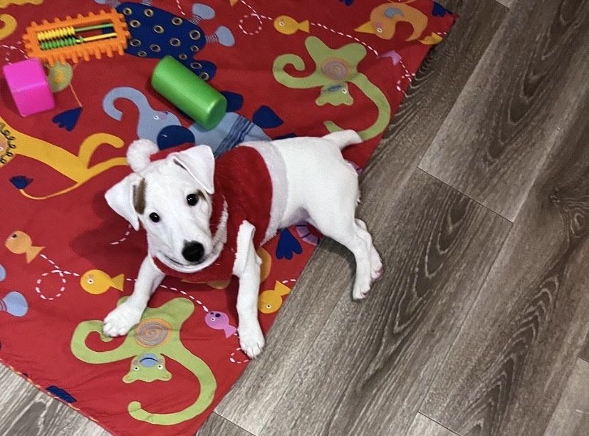 Гарна дівчинка в люблячу родину