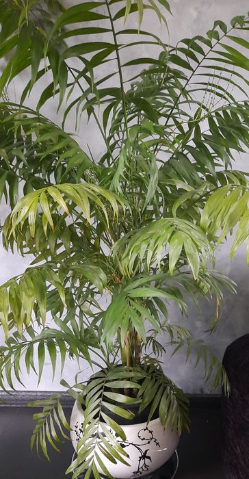 Кімнатні квіти великий вибір