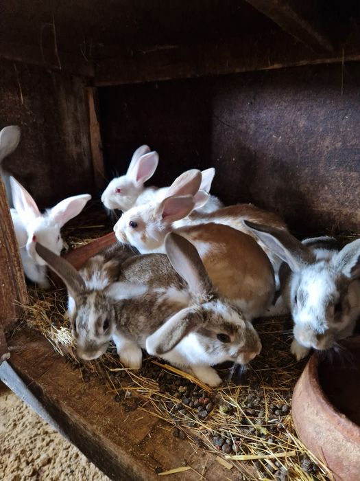 Coelhos para venda