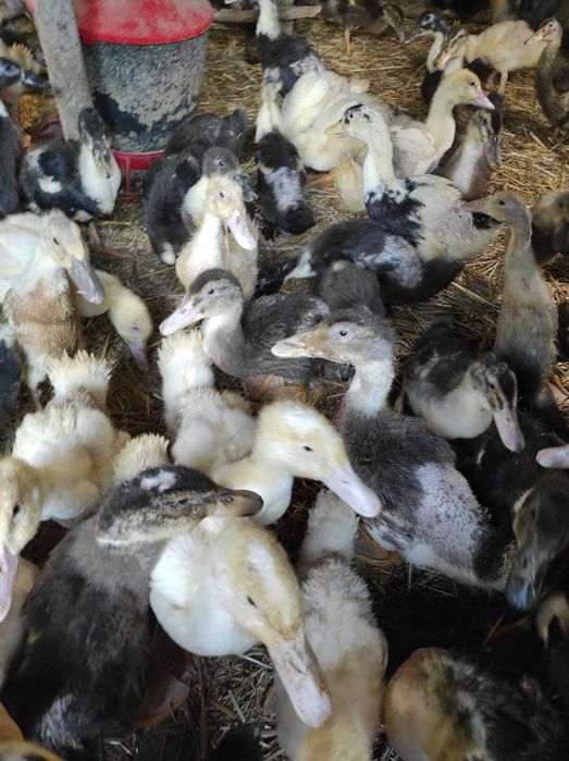 Sprzedam kaczki Brojler 5 tyg