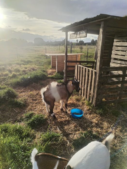 Bode anão com 1 ano e meio