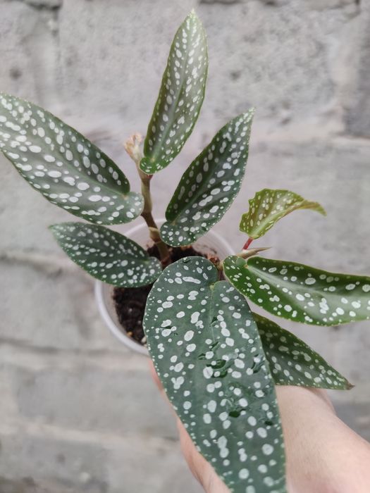 В наявності кейн бегонія