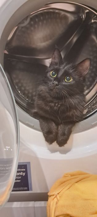 Чорна киця, 7 міс, дівчинка