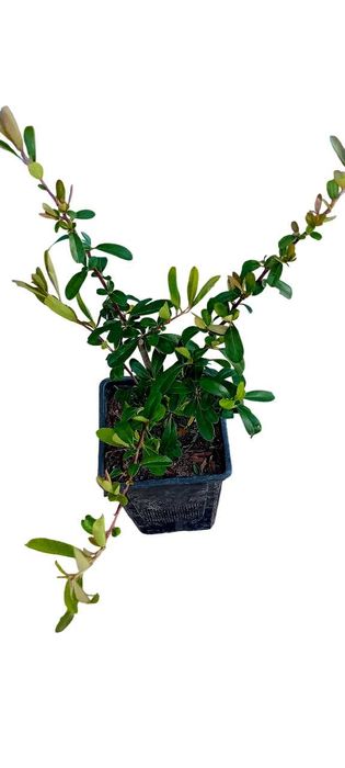 Pyracantha Coccinea arbusto para sebes