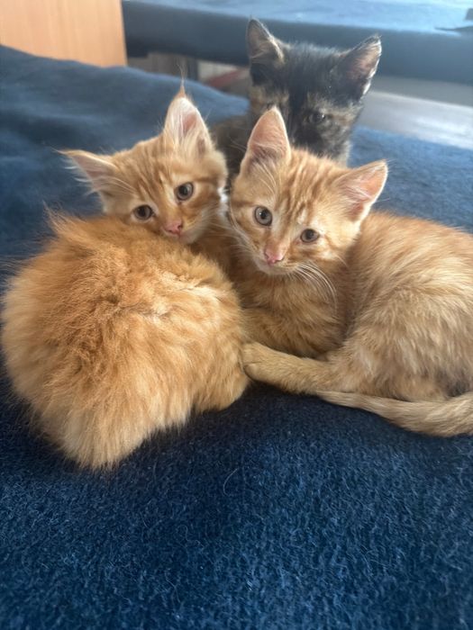 Віддамо кошенят ))