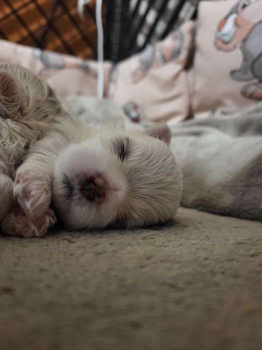 Відкрита бронь на мальтійських болонок