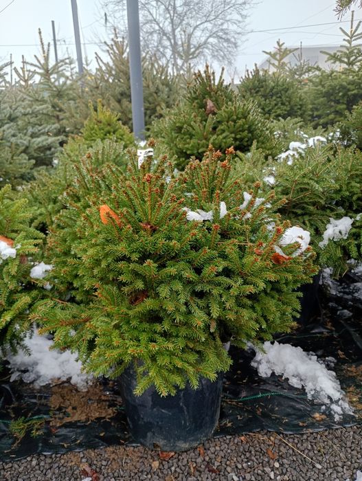 Świerki CONICA i gniazdkowe