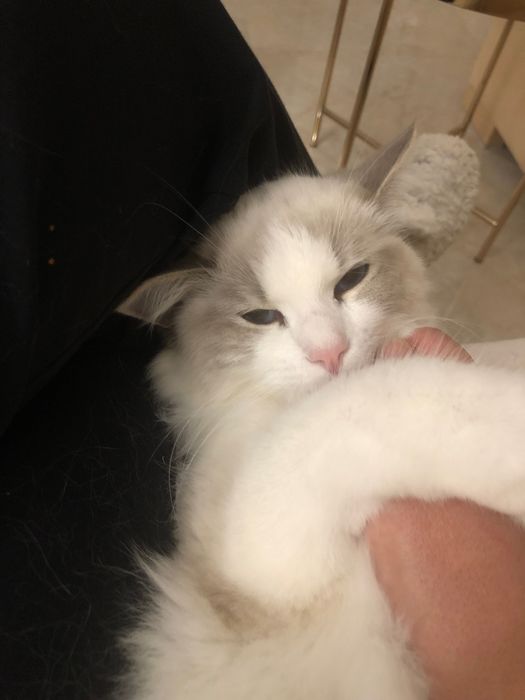 Jest wstepna Rezerwacja - Piękna Kotka rasy ragdoll