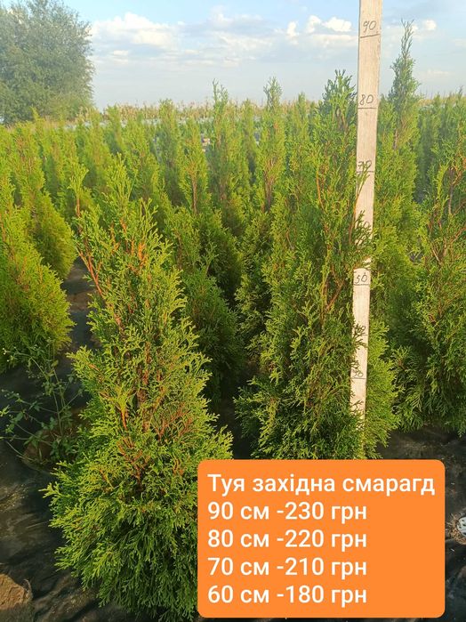 Туя західна Смарагд