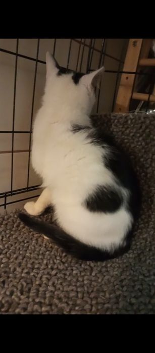 Mały kocurek szuka domu niewychodzącego