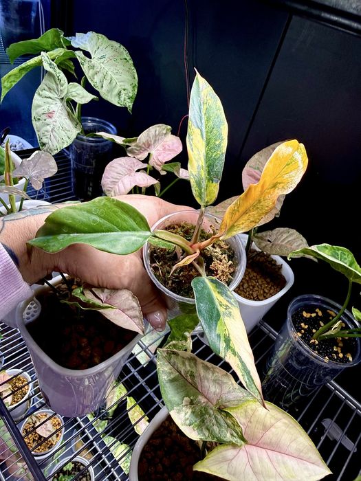 Philodendron Carmel Marble Fire Tiger