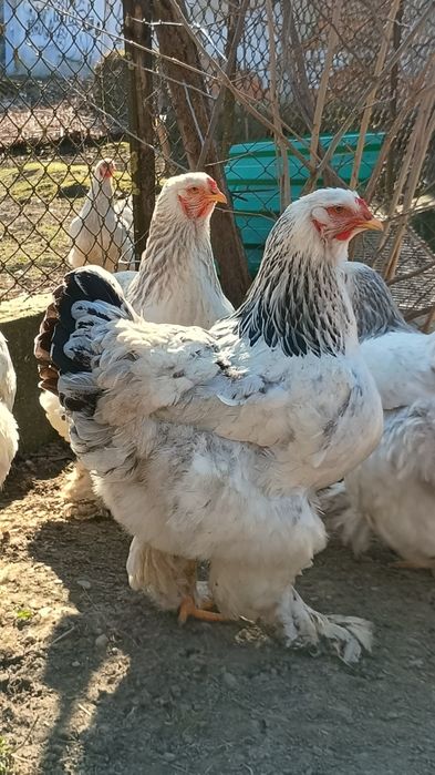 Брама брами інкубаційне яйце  кури курка курині яйця