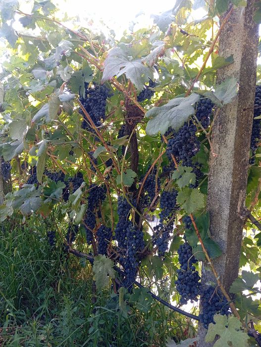 Uvas tintas para venda