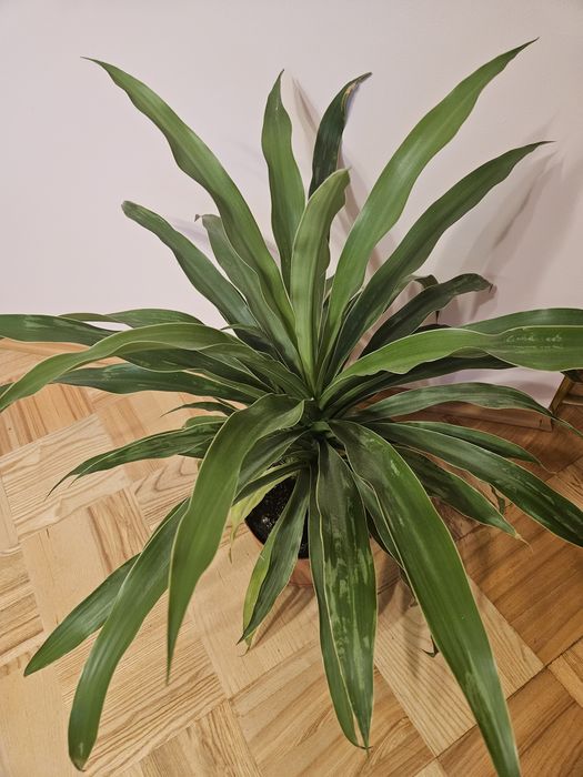 Kwiat Juka wysokość 80cm