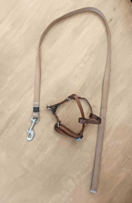Trela e Arnês/Coleira