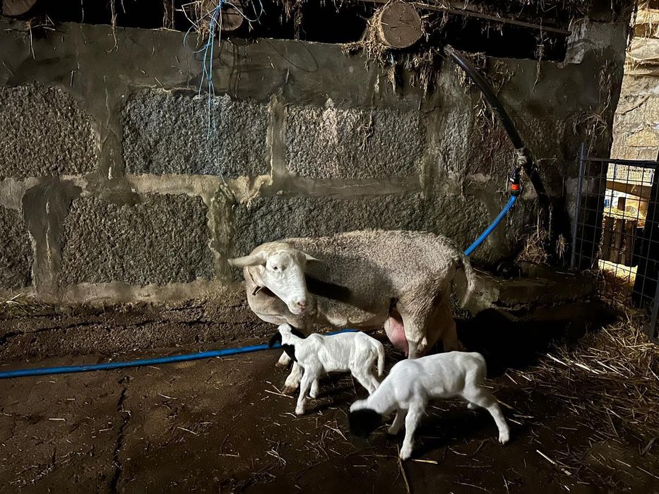 Ovelha Dorper branca pura c/ 2 crias