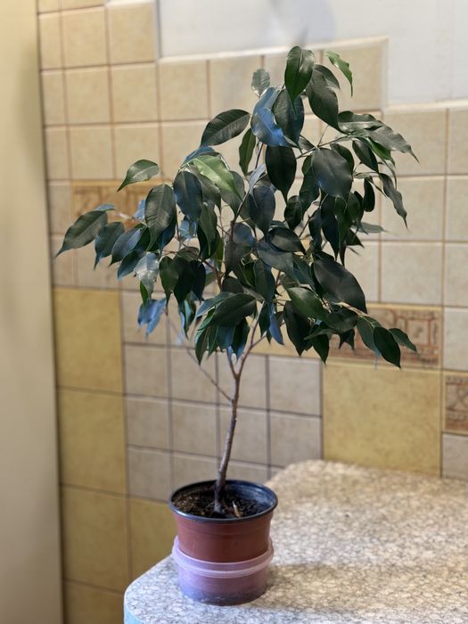 ФІКУС Бенджаміна кімнатна рослина! Сформований вазон висотою 85 см