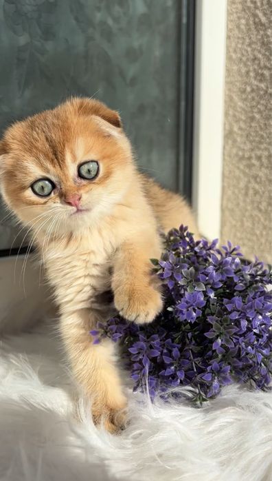 Дуже красивий малюк