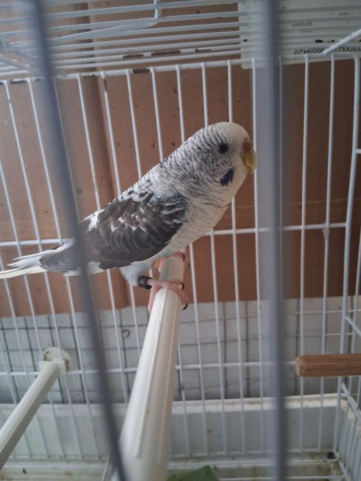 Casalinho de piriquitos asas negras