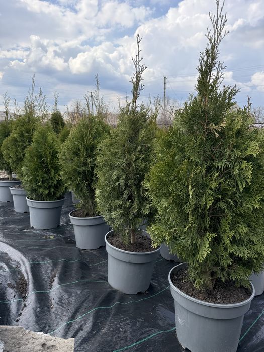 Туя, самшит, лаванда, ялівці, сакура та ін.