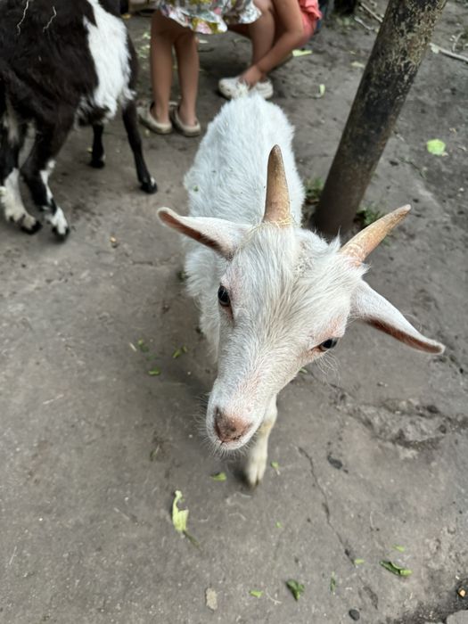 Продам козу и козлят