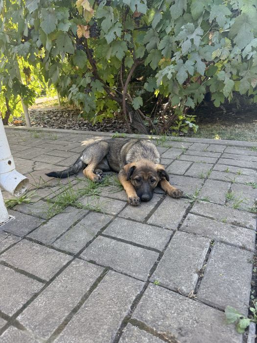 Песики в добрі руки