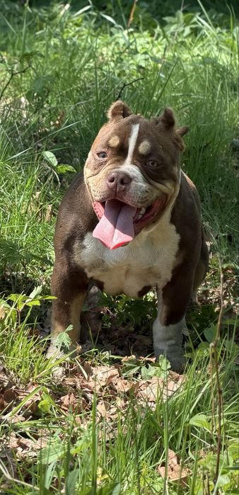 Suczka American Bully Pocket
