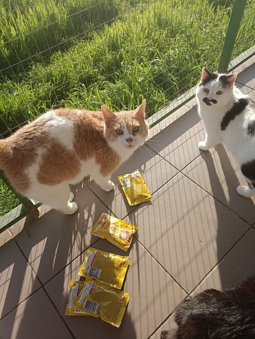 Марвел 5 лет кастрирован,в квартиру