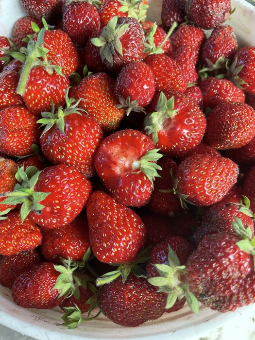 Продам клубнику,черешню,вишню,шовковицю домашню