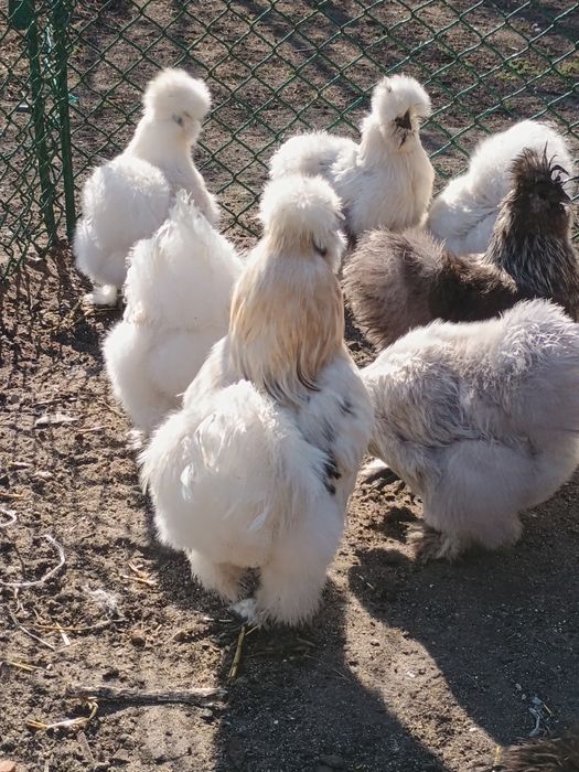 Jaja Jajka Silki Silka