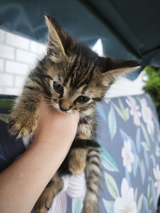 Котеня в добрі руки