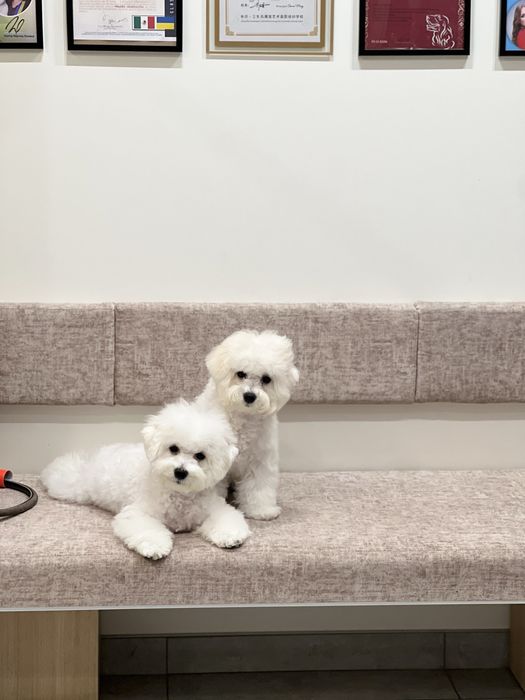 Бішон фрізе документи КСУ, FCI