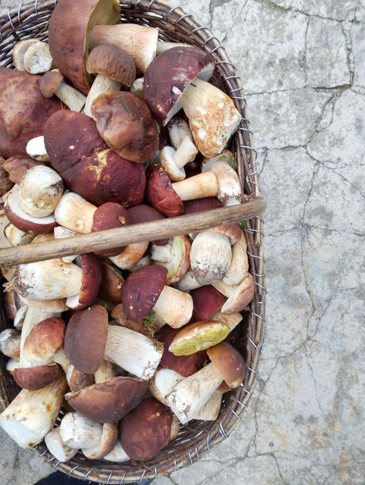 Borowiki suszone krajanka