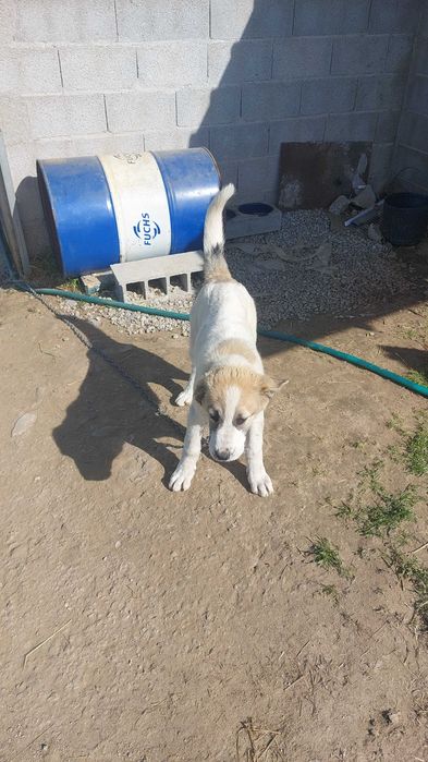 Cadela gado transmontano