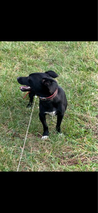 Собачка безкоштовно