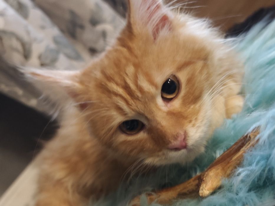 Dziewczynka Maine Coon
