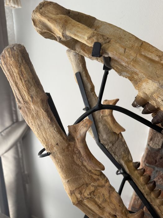 Oryginalna czaszka dinozaura Mozozaur Mososaurus