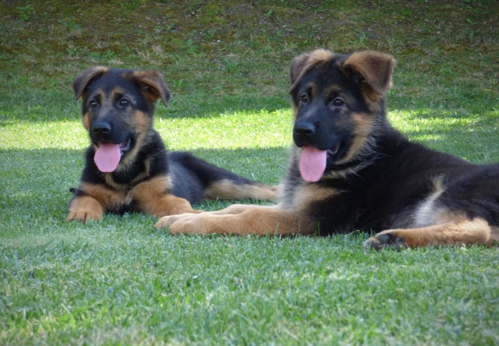 Cachorros pastor alemao