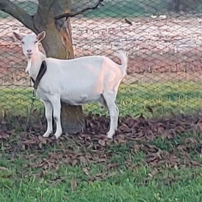 Зааненские  100% и нубийские кокозы