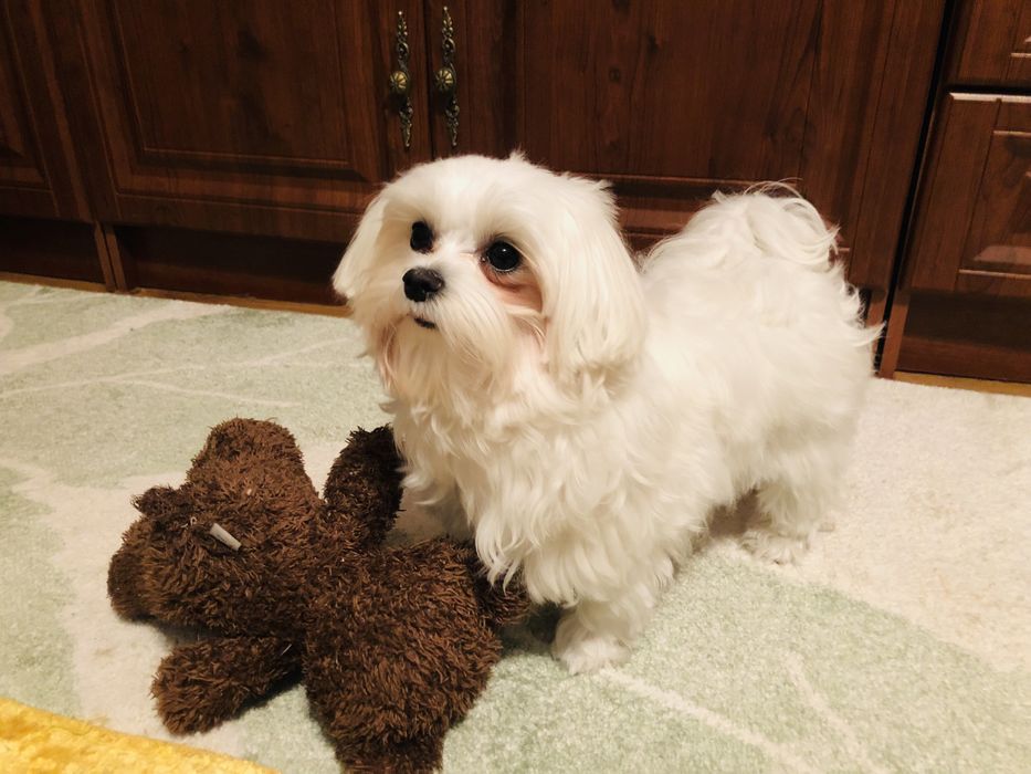 Злучка міні Мальтезе