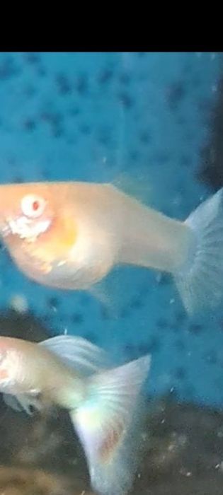 Gupiki albino full black 10 szt samce I samiczki