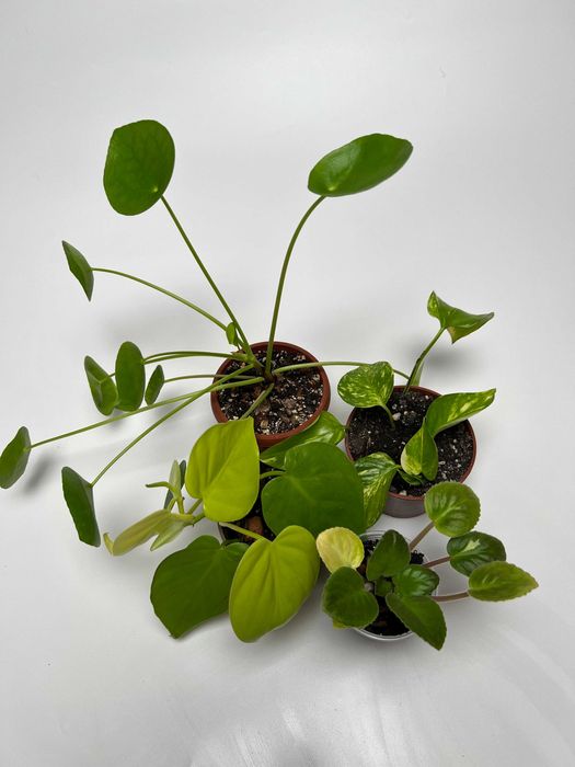 Набір рослин: пілея, фіалка, епіпремнум, філодендрон