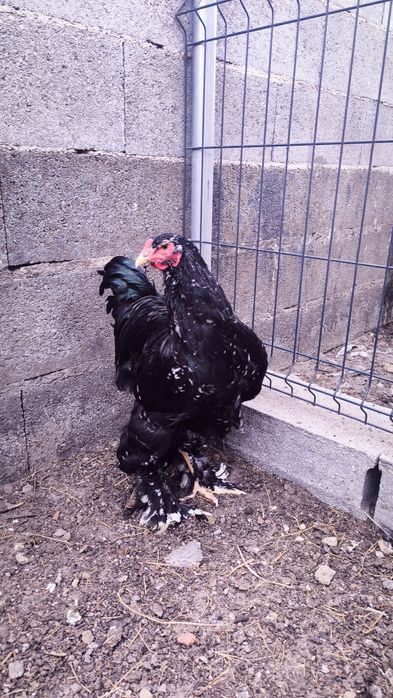 Galos Brahma Mottled