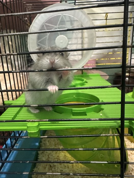 Продам джунгарського хомʼяка